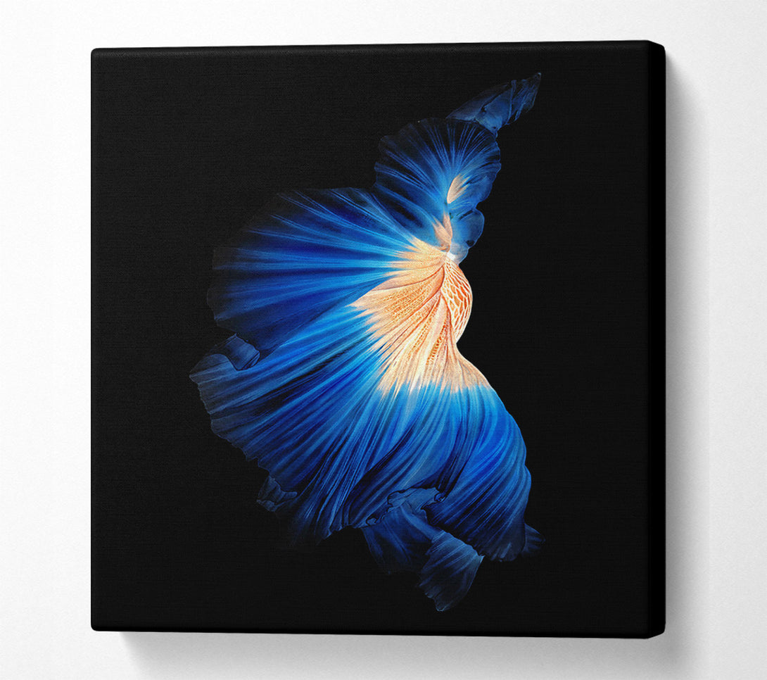  A Canvas Print of Blue Siamese Fish Canvas Print