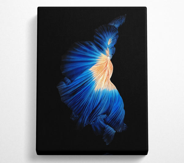  A Canvas Print of Blue Siamese Fish Canvas Print