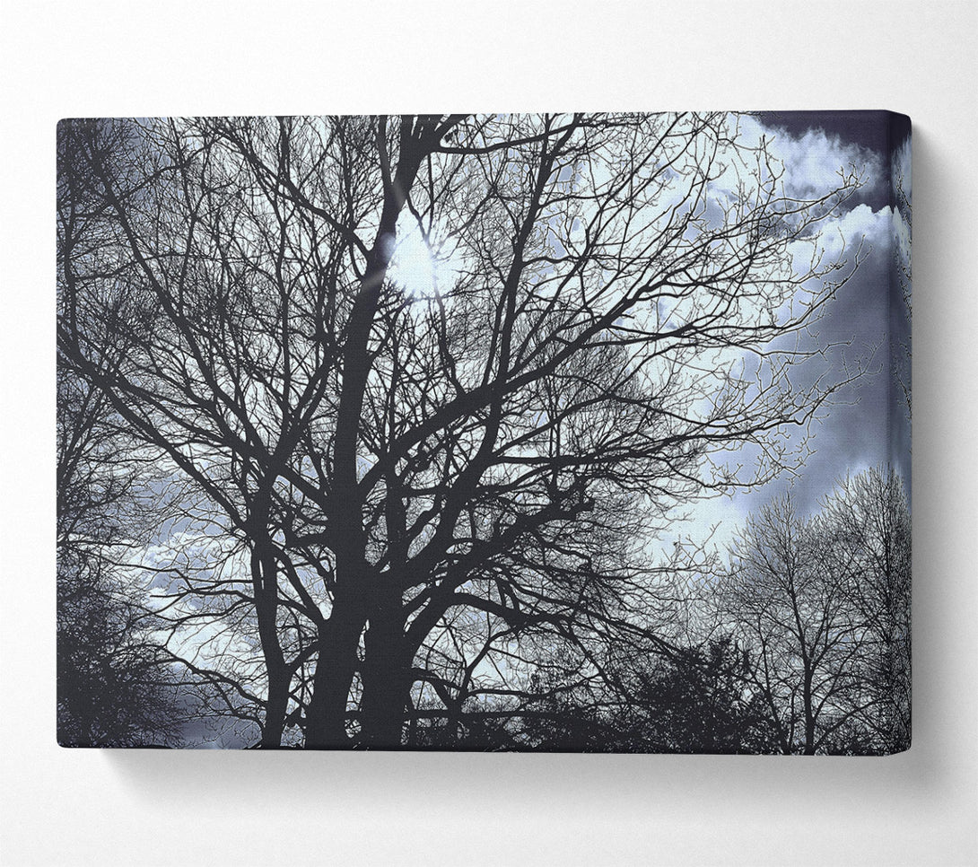  A Canvas Print of Blue Sky Branches Canvas Print