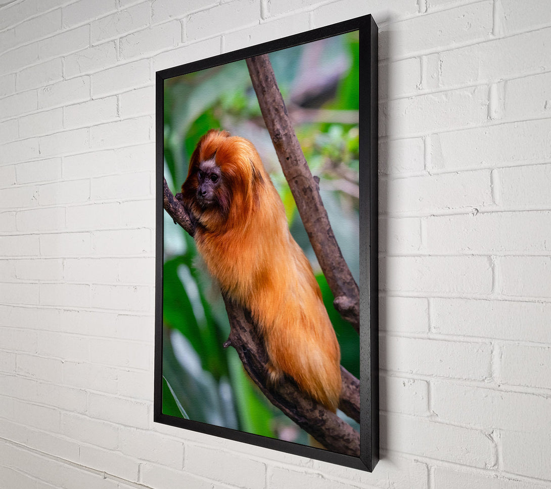  A Canvas Print of Golden Fur On Branch Canvas Wall Art