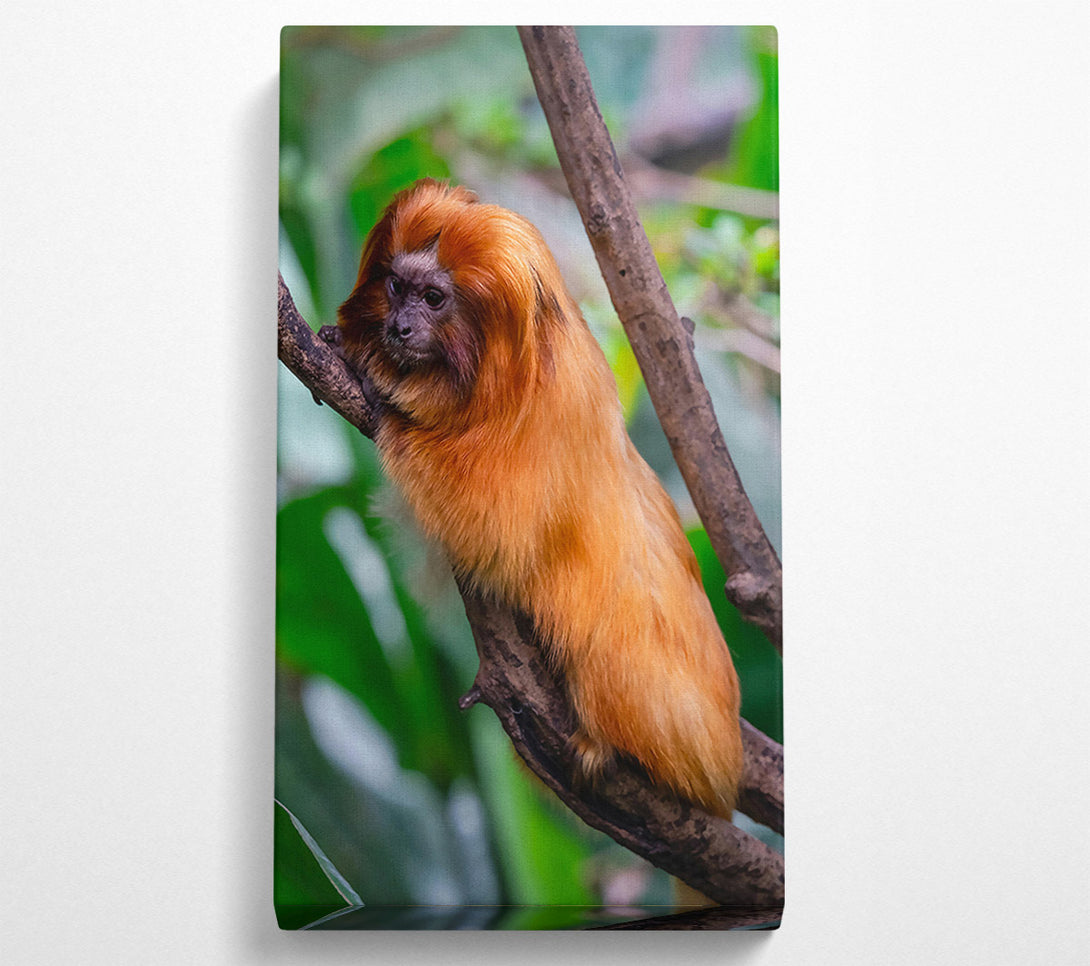  A Canvas Print of Golden Fur On Branch Canvas Wall Art