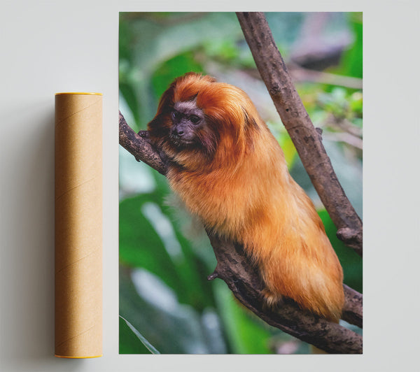 Golden Fur On Branch Giclee Print