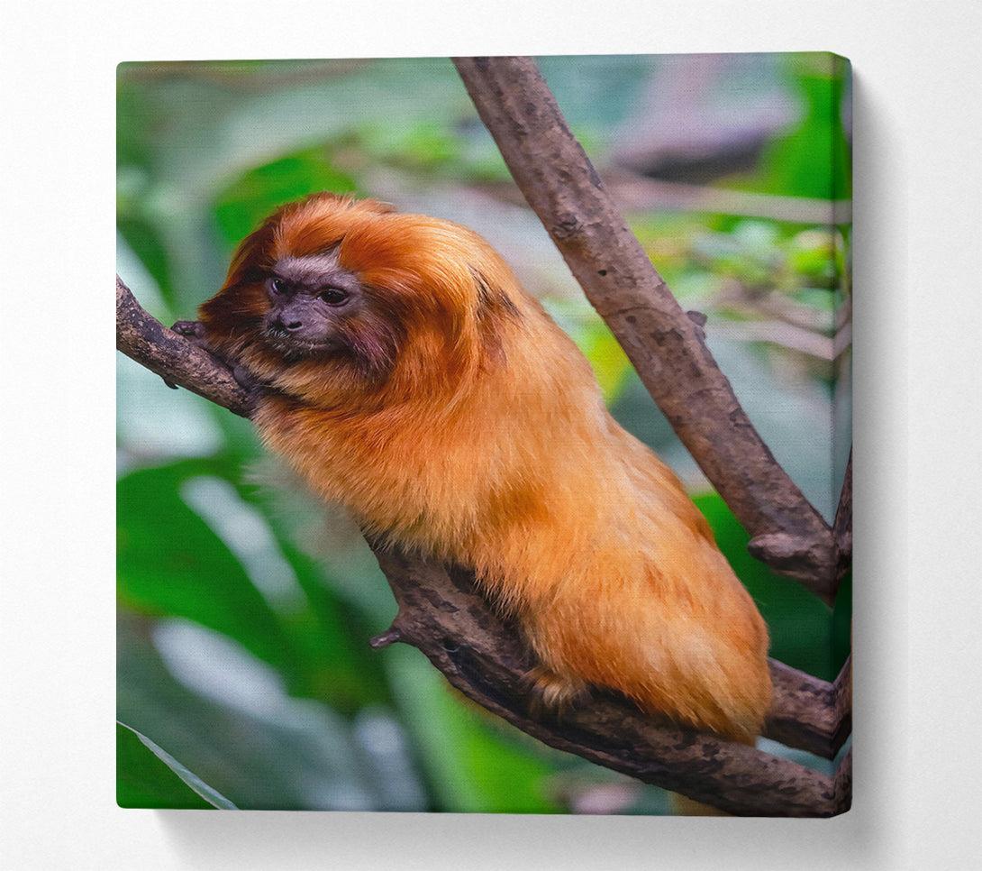  A Canvas Print of Golden Fur On Branch Canvas Wall Art