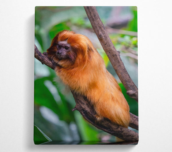  A Canvas Print of Golden Fur On Branch Canvas Wall Art