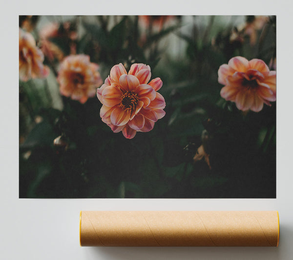 Peach Bloom Shadows Poster
