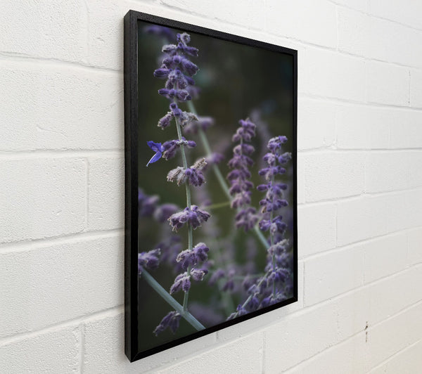Purple Lavender Bloom