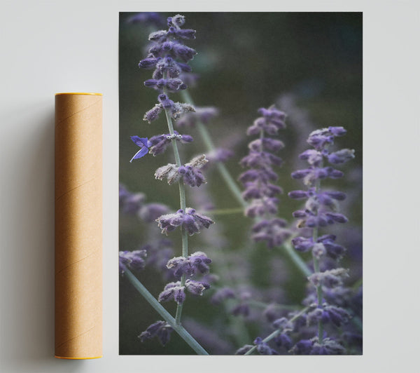 Purple Lavender Bloom Print