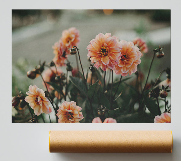 Peachy Bloom'S Embrace Giclee Print