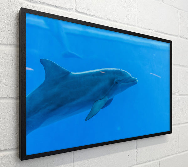 Azure Dolphin Glide