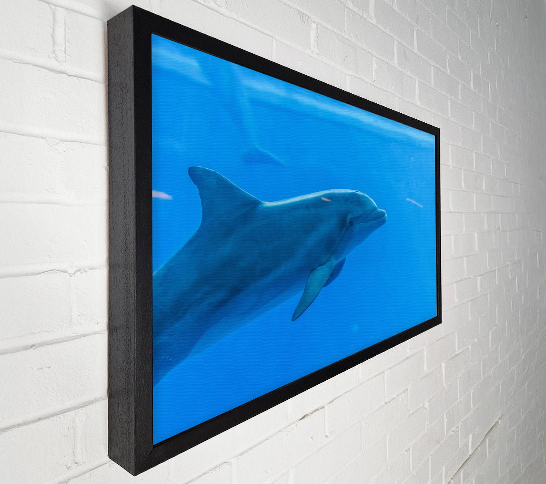  A Canvas Print of Azure Dolphin Glide Canvas Print