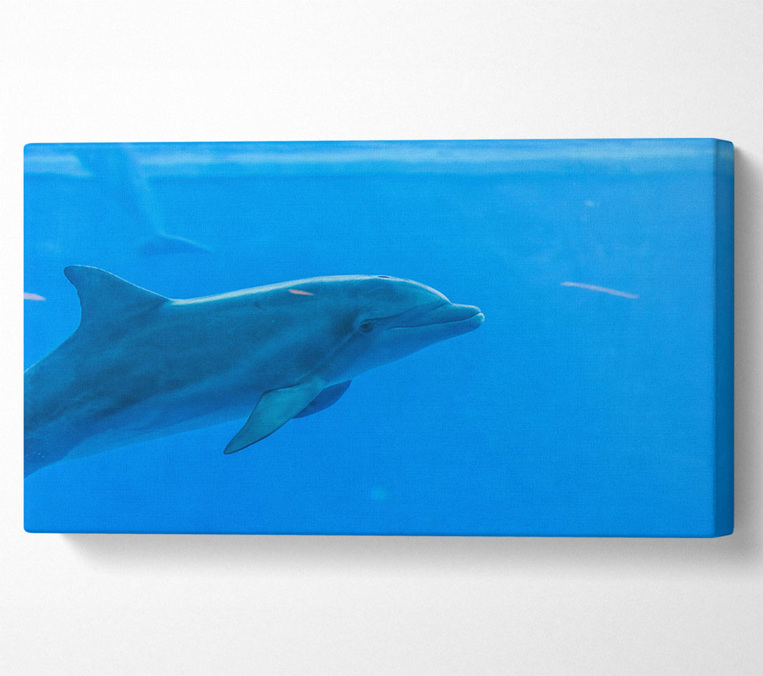  A Canvas Print of Azure Dolphin Glide Canvas Print