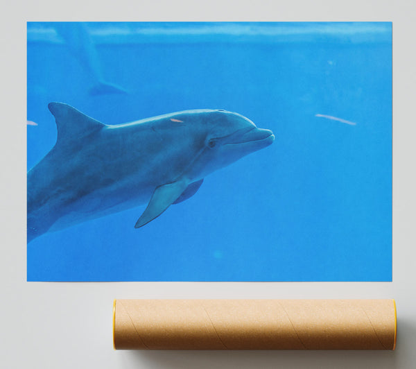 Azure Dolphin Glide Giclee Print