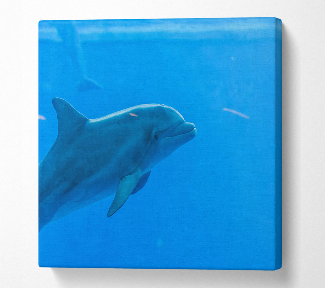  A Canvas Print of Azure Dolphin Glide Canvas Print