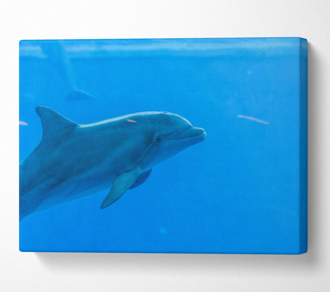  A Canvas Print of Azure Dolphin Glide Canvas Print