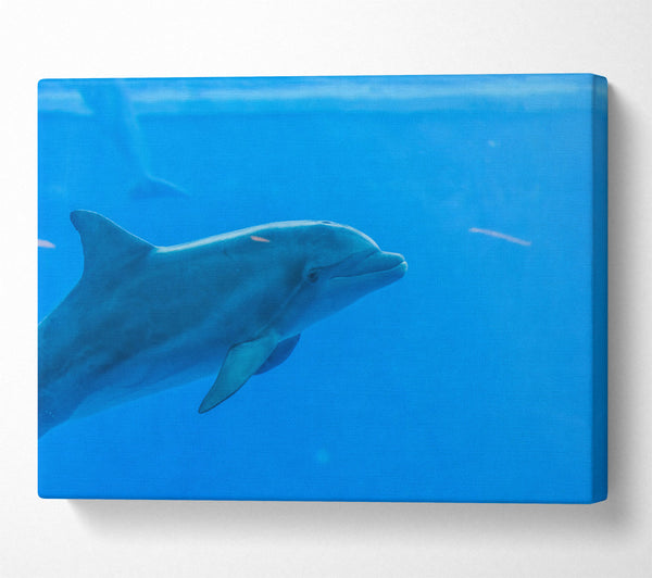  A Canvas Print of Azure Dolphin Glide Canvas Print