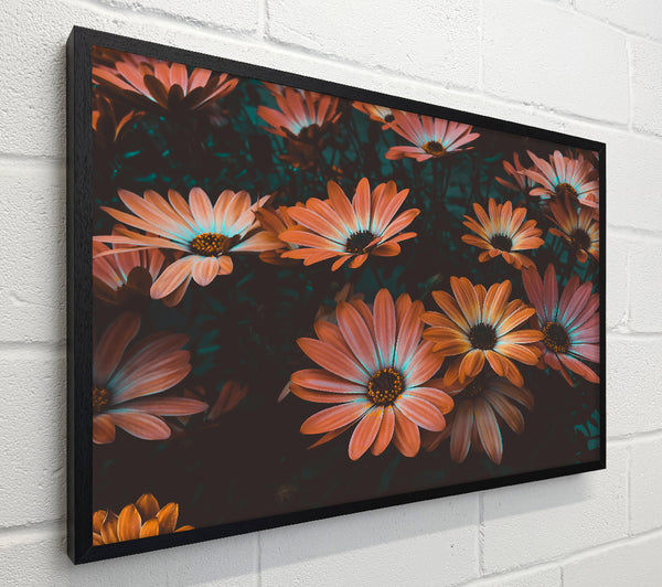 Coral Bloom Dreams