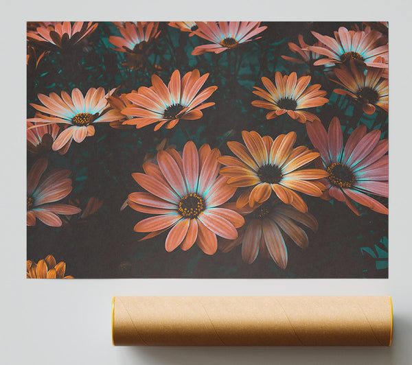 Coral Bloom Dreams Poster