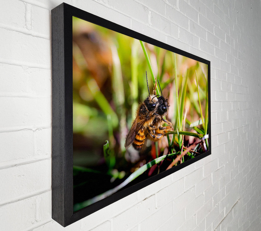  A Canvas Print of Green Fuzzy Buzzer Canvas Art