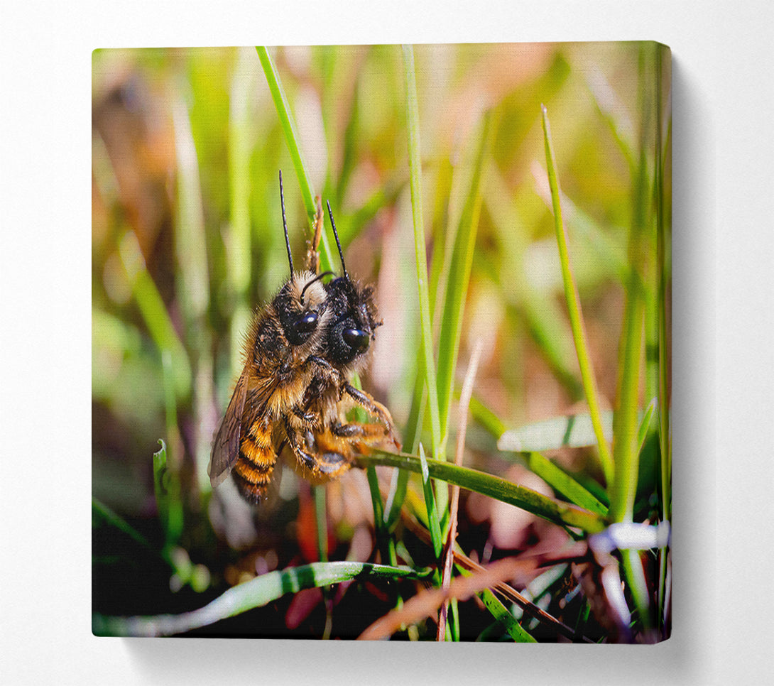  A Canvas Print of Green Fuzzy Buzzer Canvas Art