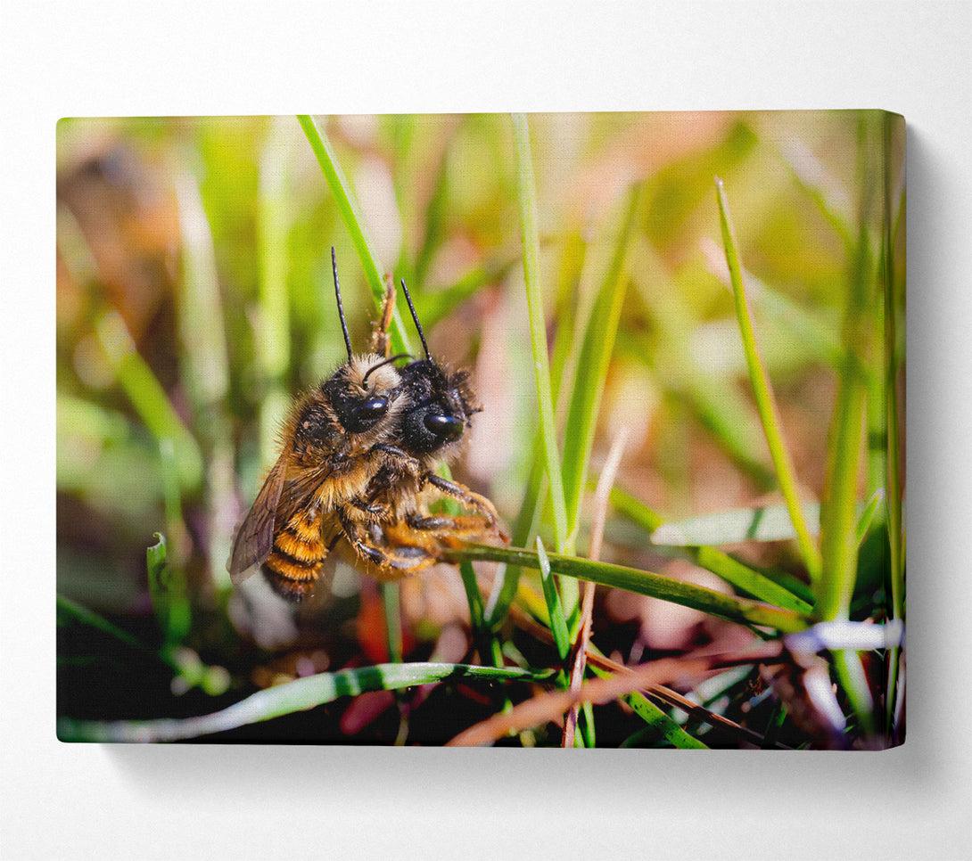  A Canvas Print of Green Fuzzy Buzzer Canvas Art