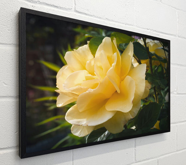 Golden Rose Bloom