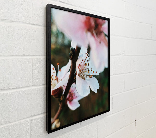 White Spring Blossom