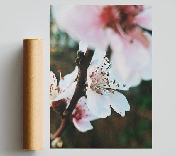 White Spring Blossom Giclee Print