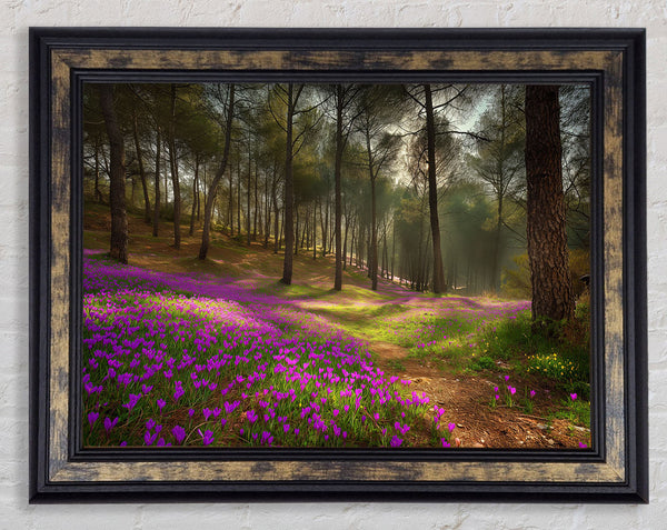 Bluebell Woods Framed Print
