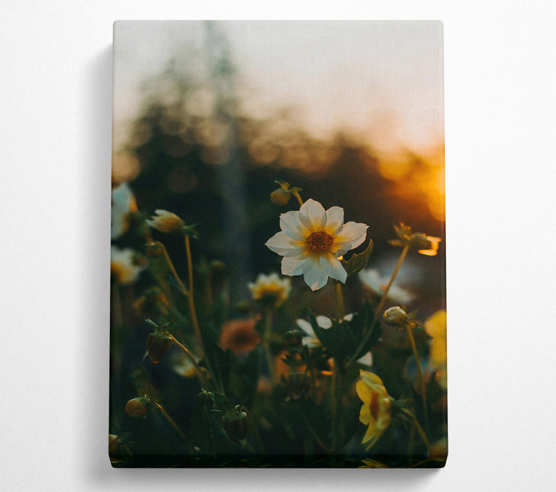  A Canvas Print of Golden Hour Bloom Canvas Print