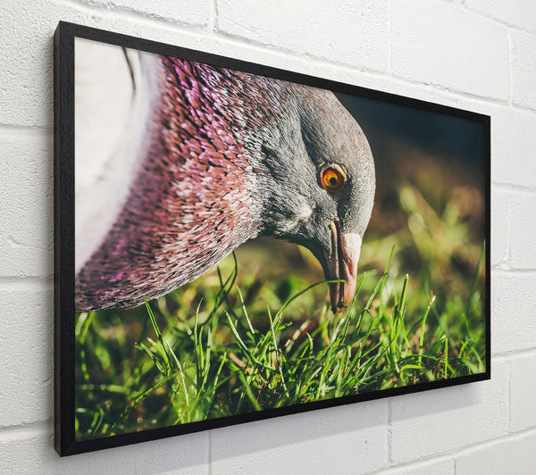 Grey Pigeon In The Grass
