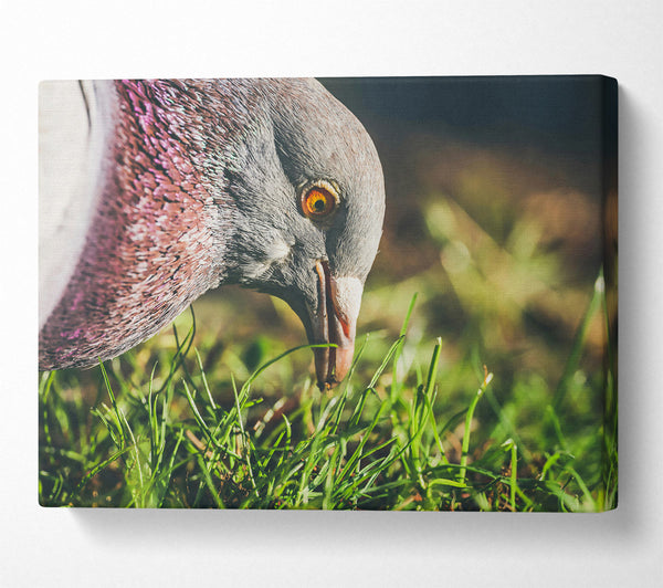 A Canvas Print of Grey Pigeon In The Grass Canvas Print