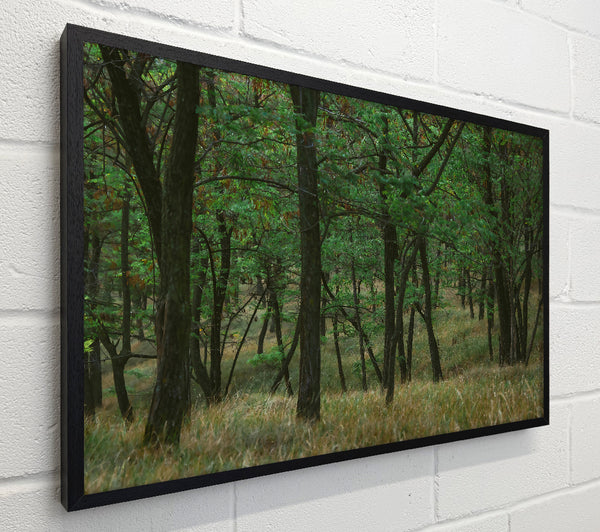Green Forest Shadows