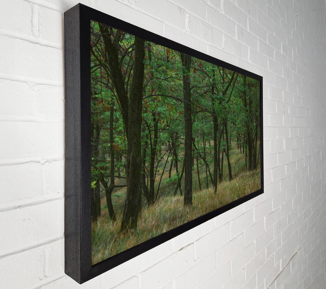  A Canvas Print of Green Forest Shadows Canvas Wall Art