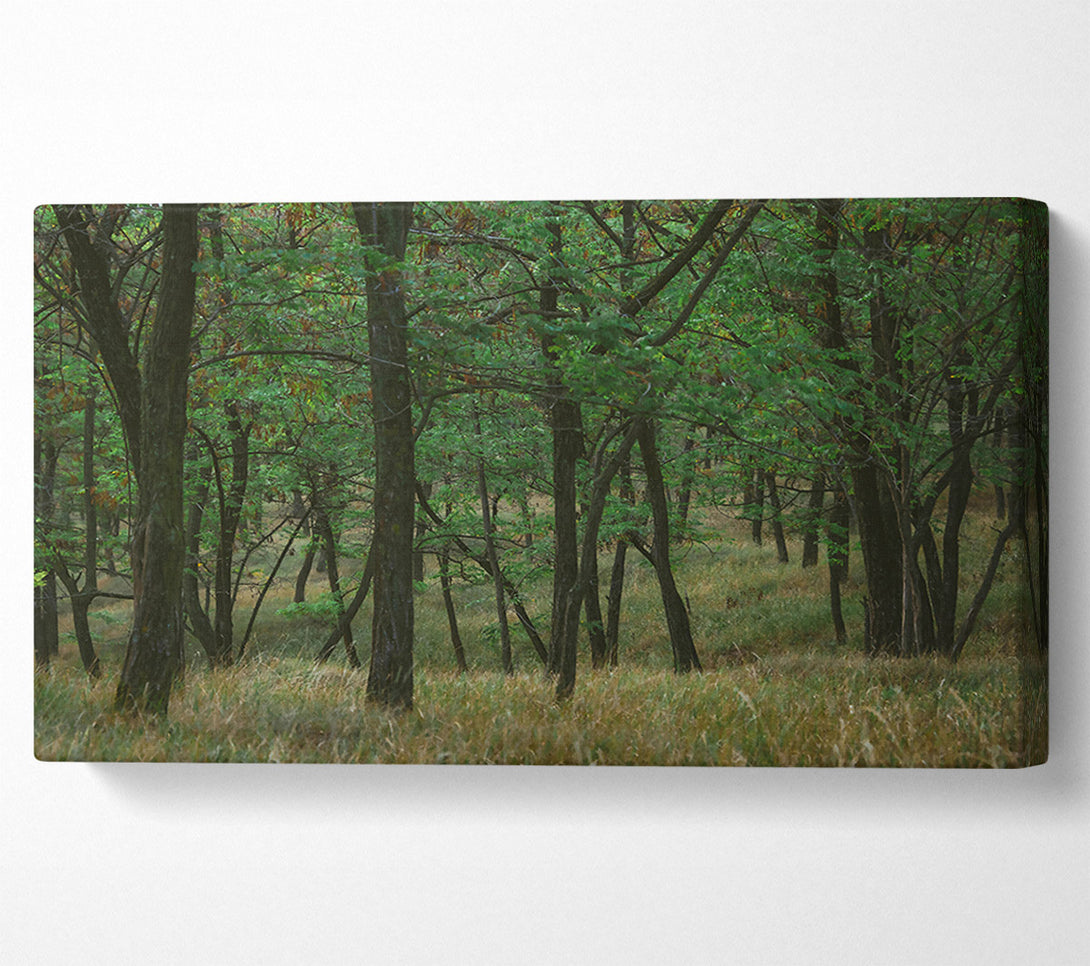  A Canvas Print of Green Forest Shadows Canvas Wall Art