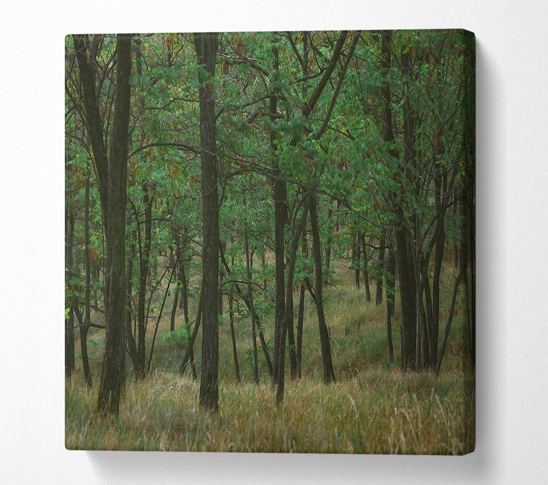  A Canvas Print of Green Forest Shadows Canvas Wall Art