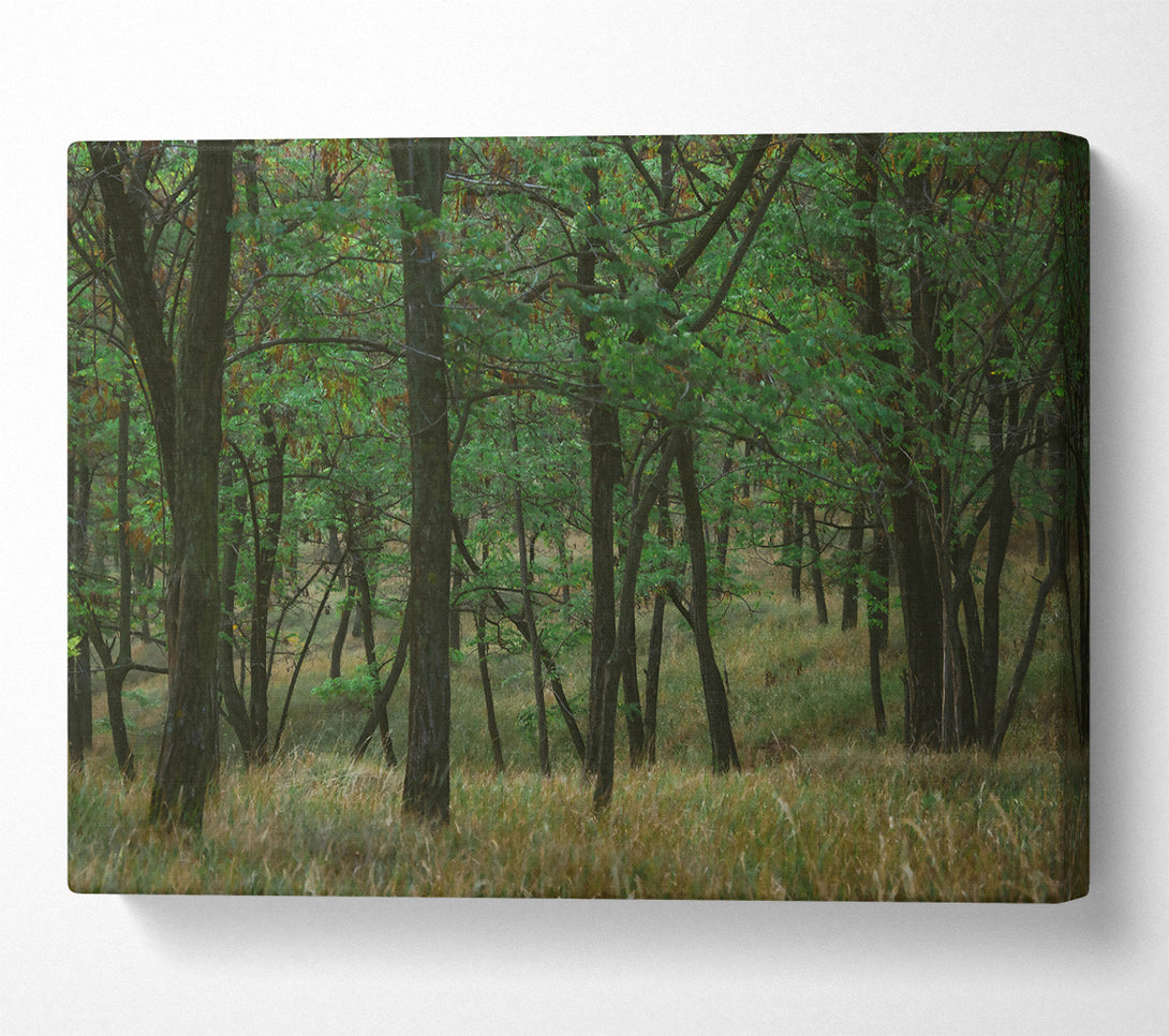  A Canvas Print of Green Forest Shadows Canvas Wall Art