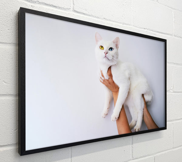White Cat'S Eyes