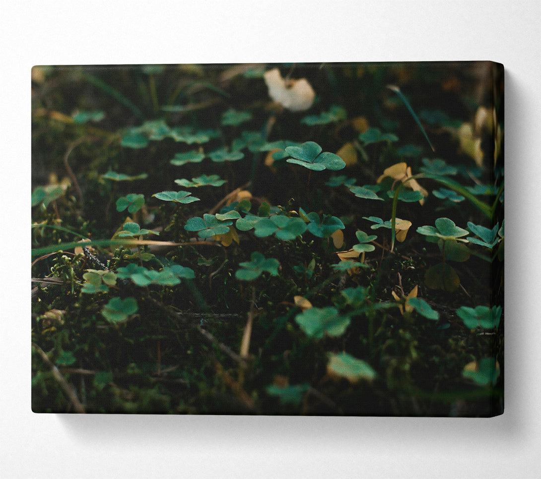  A Canvas Print of Emerald Forest Floor Canvas Art