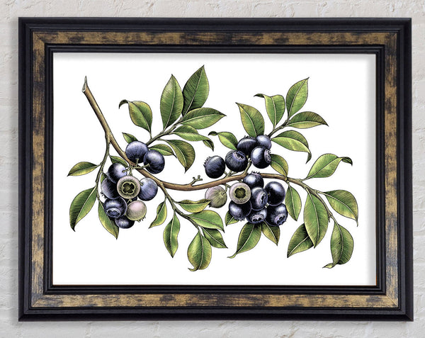 Blueberry Branch Framed Print