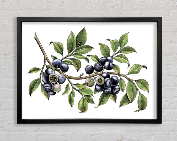 Blueberry Branch Framed Print