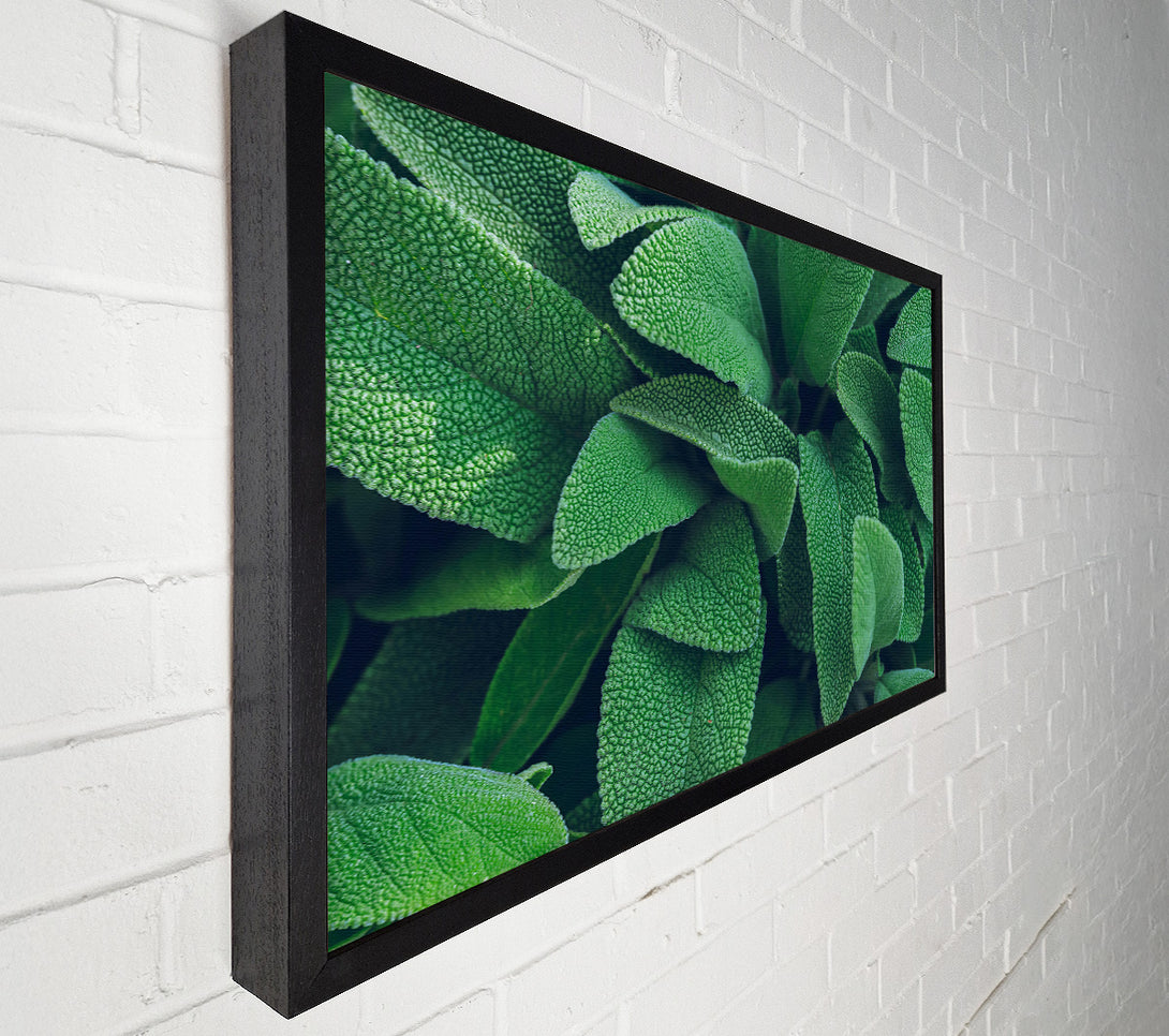  A Canvas Print of Emerald Green Leaves Canvas Print