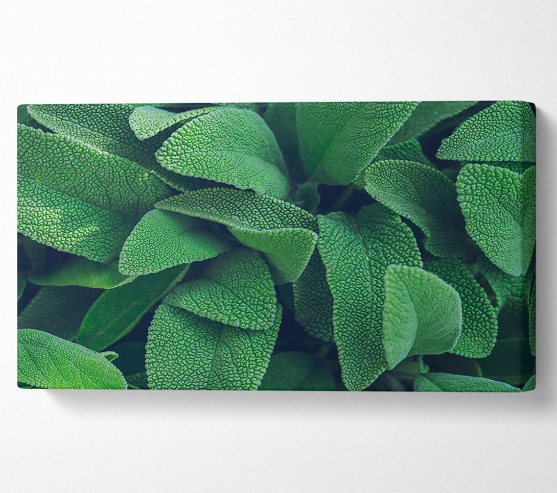  A Canvas Print of Emerald Green Leaves Canvas Print