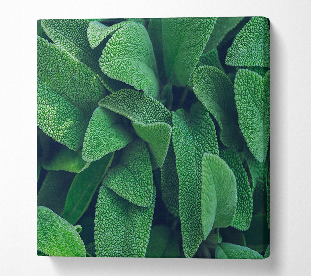  A Canvas Print of Emerald Green Leaves Canvas Print
