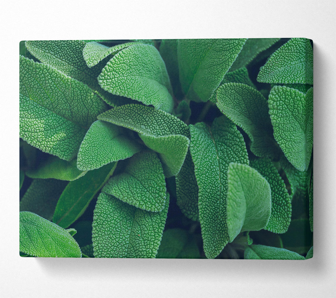  A Canvas Print of Emerald Green Leaves Canvas Print