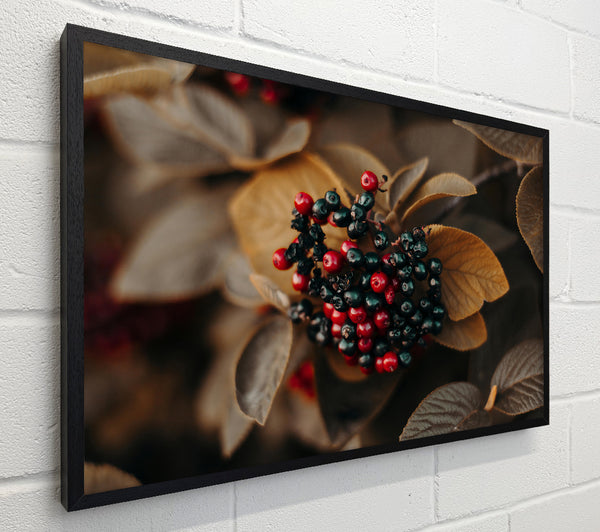 Autumn Red Berries