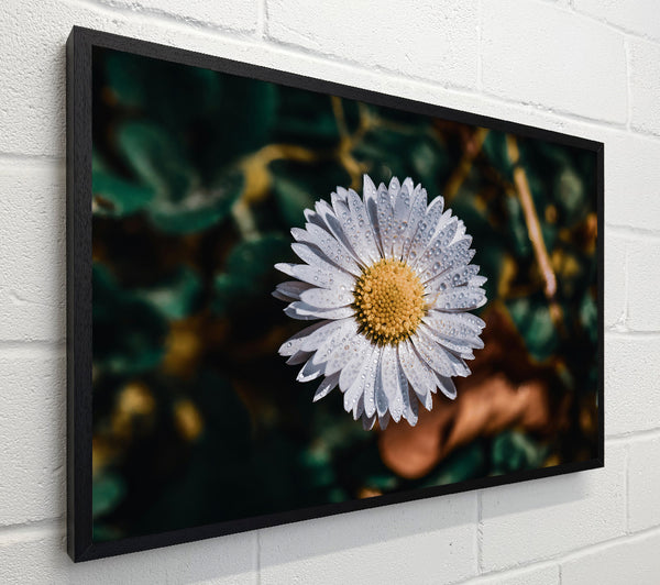 White Dewdrop Daisy