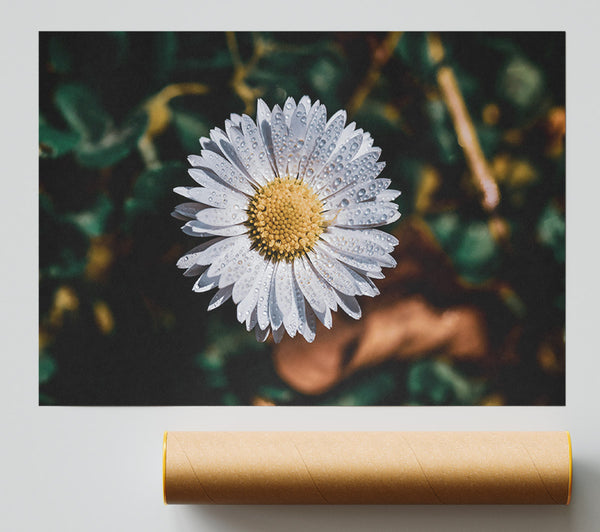 White Dewdrop Daisy Poster