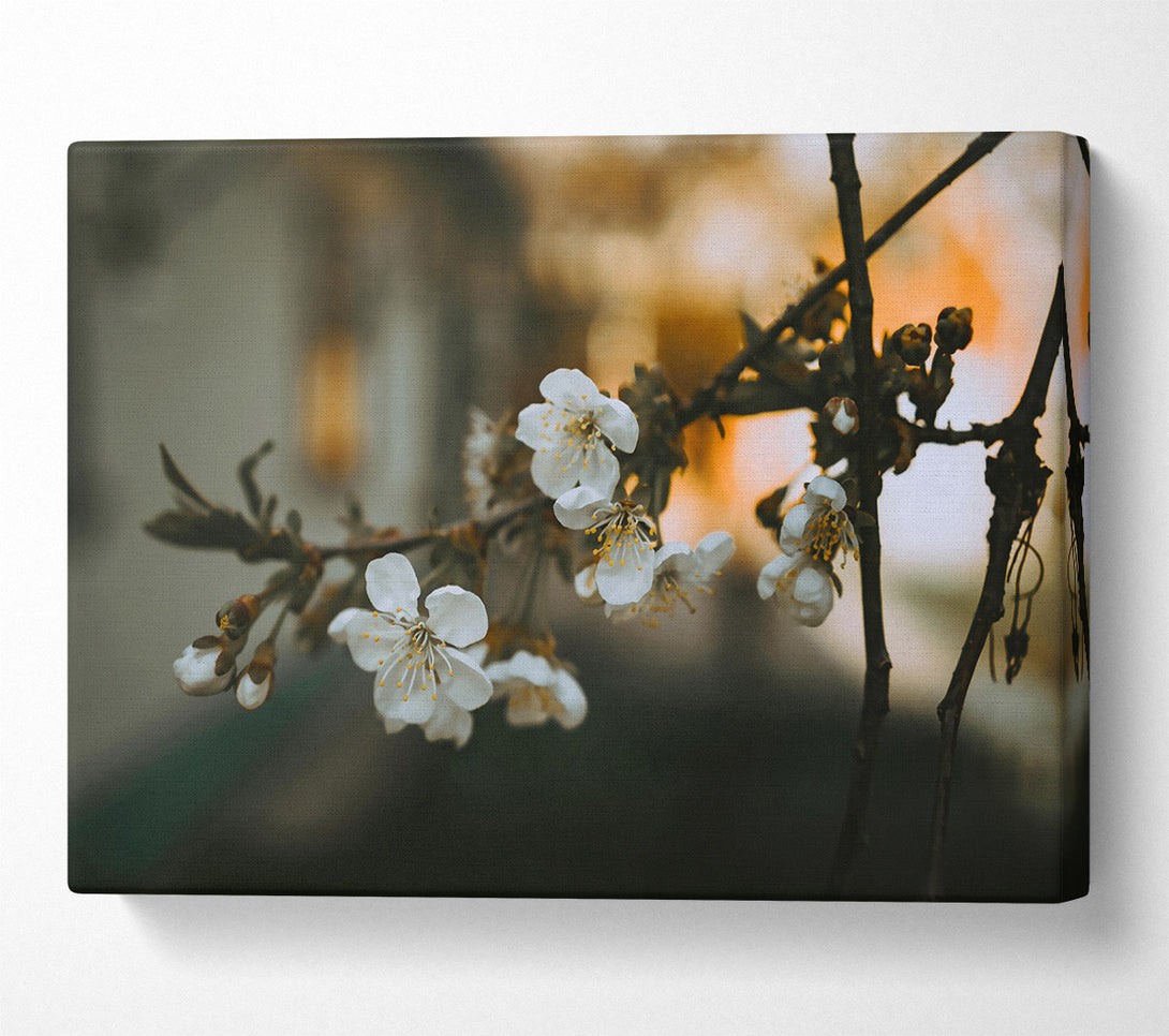  A Canvas Print of Golden Hour Blooms Canvas Art