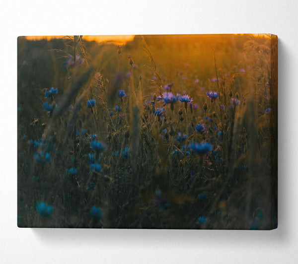 Blue Flowers At Sunset