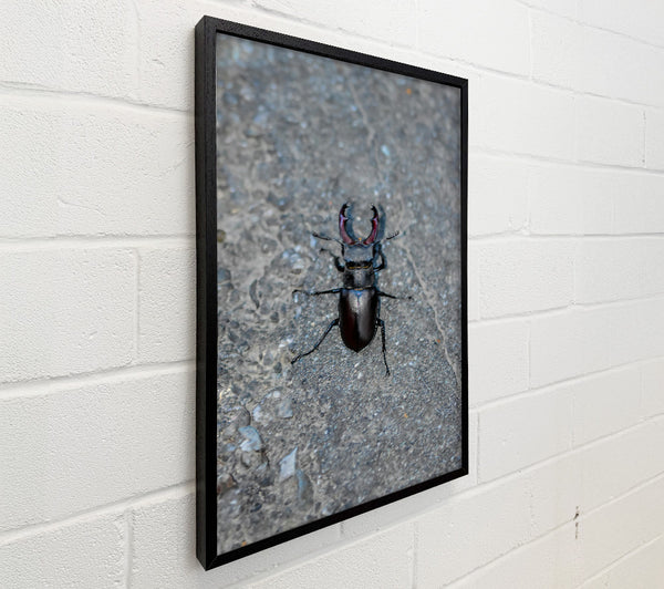 Black Stag Beetle